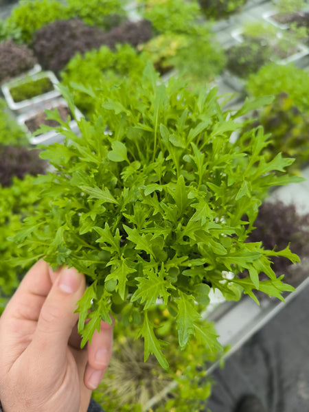 Baby Mizuna Verde
