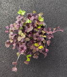 Germogli di Ravanello Viola — foto 2