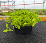 Baby Pak Choi Verde — foto 1