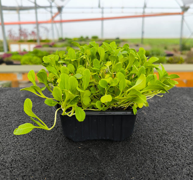 Baby Pak Choi Verde