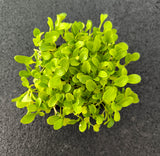 Baby Pak Choi Verde — foto 2