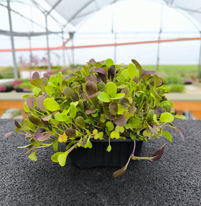 Baby Pak Choi Rosso