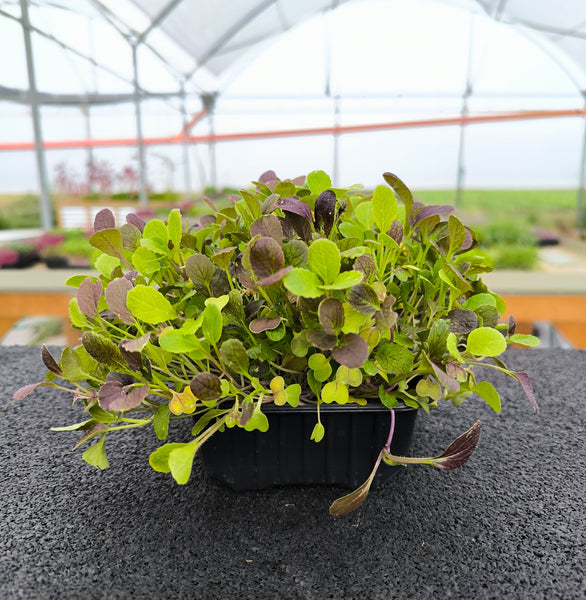 Baby Pak Choi Rosso