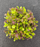 Baby Pak Choi Rosso — foto 2