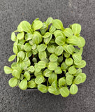 Micro Cardo Mariano — foto 2