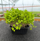 Baby Broccoli Cime di Rapa — foto 1