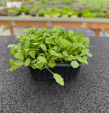 Baby Rucola Selvatica — foto 1