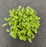 Baby Rucola Selvatica — foto 2