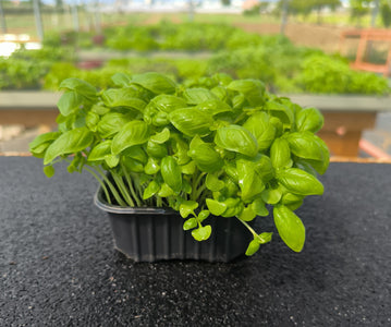 Baby Basilico Italiano