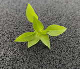 Baby Basilico Greco — foto 3