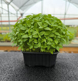 Baby Basilico Greco — foto 1