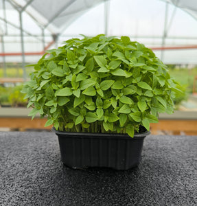 Baby Basilico Greco
