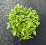 Baby Basilico Cannella — foto 2