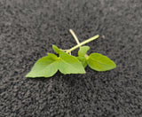 Baby Basilico Cannella — foto 3