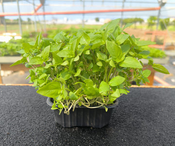 Baby Basilico Cannella