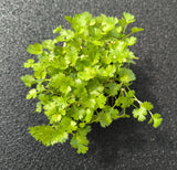 Baby Coriandolo — foto 2