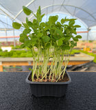 Germogli di Piselli Salad — foto 1