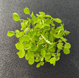 Germogli di Piselli Salad — foto 2