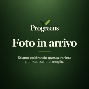 Baby Cavolo Nero Toscano