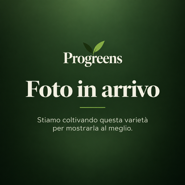 Baby Cavolo Nero Toscano