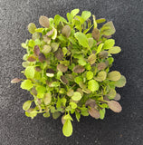 Baby Komatsuna Rossa — foto 2