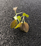 Baby Komatsuna Rossa — foto 3
