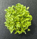 Baby Basilico Limone — foto 2