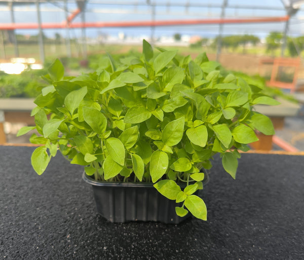 Baby Basilico Limone