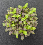 Baby Basilico Viola — foto 2