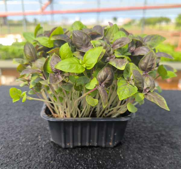 Baby Basilico Viola