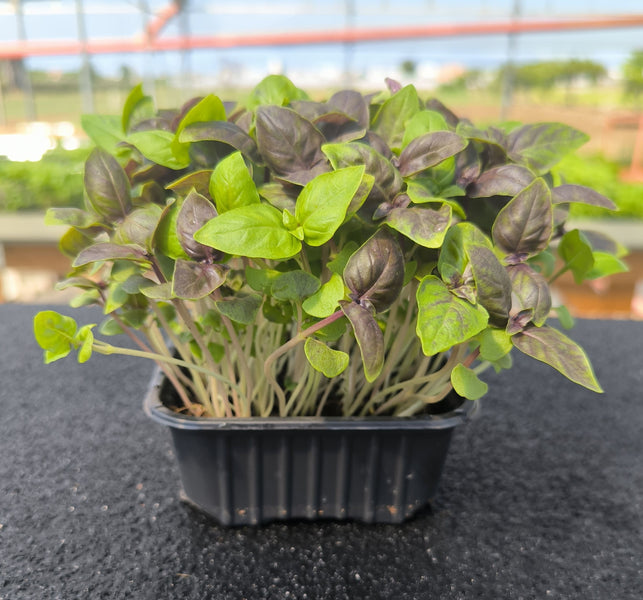 Baby Basilico Viola