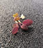 Baby Senape Rossa — foto 3