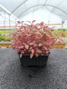 Baby Amaranto Rosso